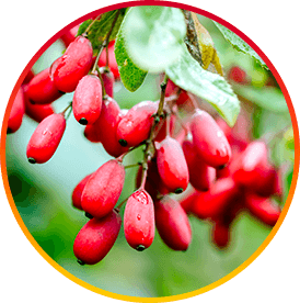 Berberine